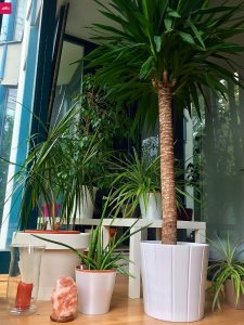 pflanzen-jucca-palme-balkon