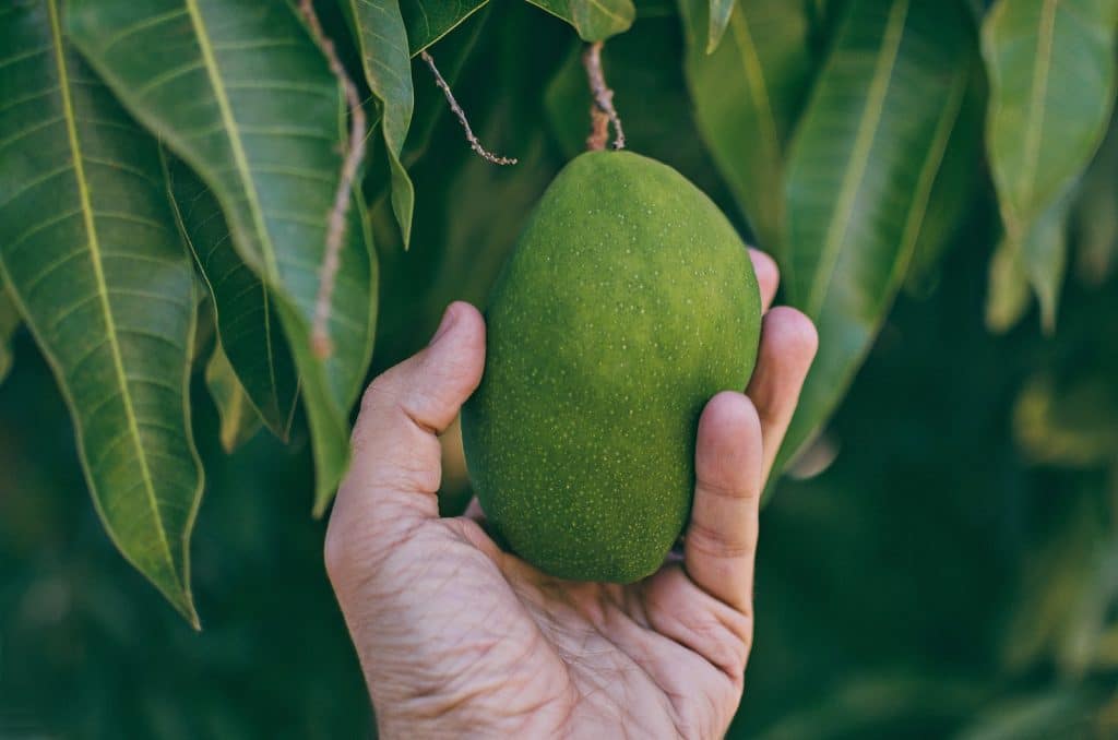 Mango Frucht frisch als Zutat für Fit Mango Natural Mojo Shake