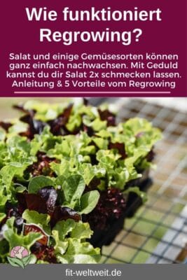 Less Waste REGROWING ERFAHRUNG - Vorteile Nachteile Funktioniert das Salat Nachwachsen lassen Anleitung