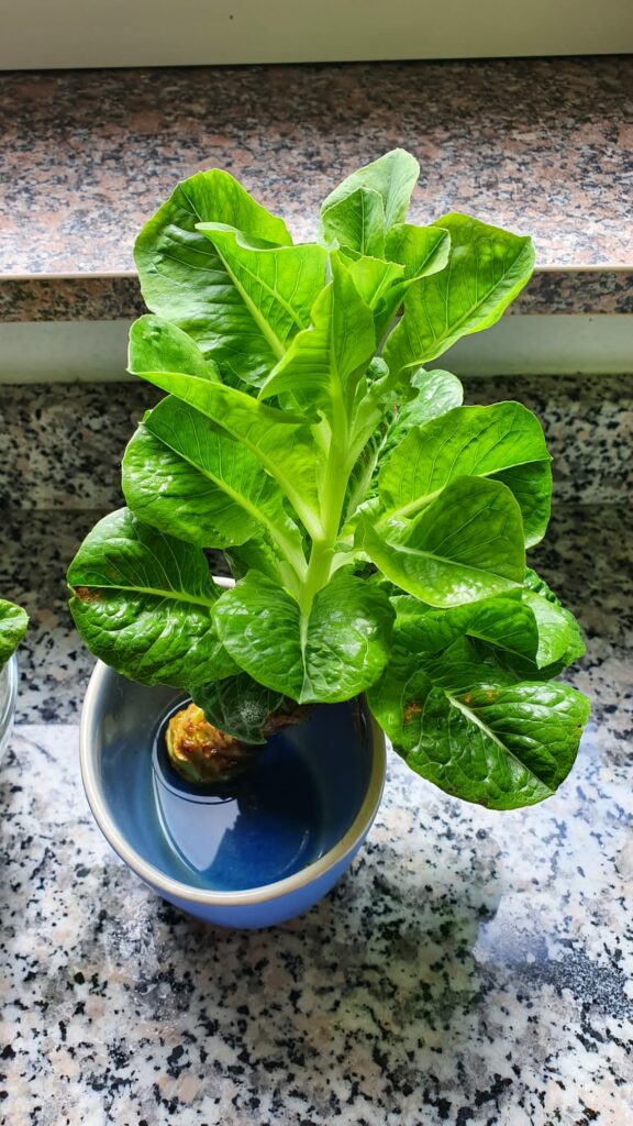 REGROWING Gemüse und Salat nachwachsen lassen Anleitung, Tipps