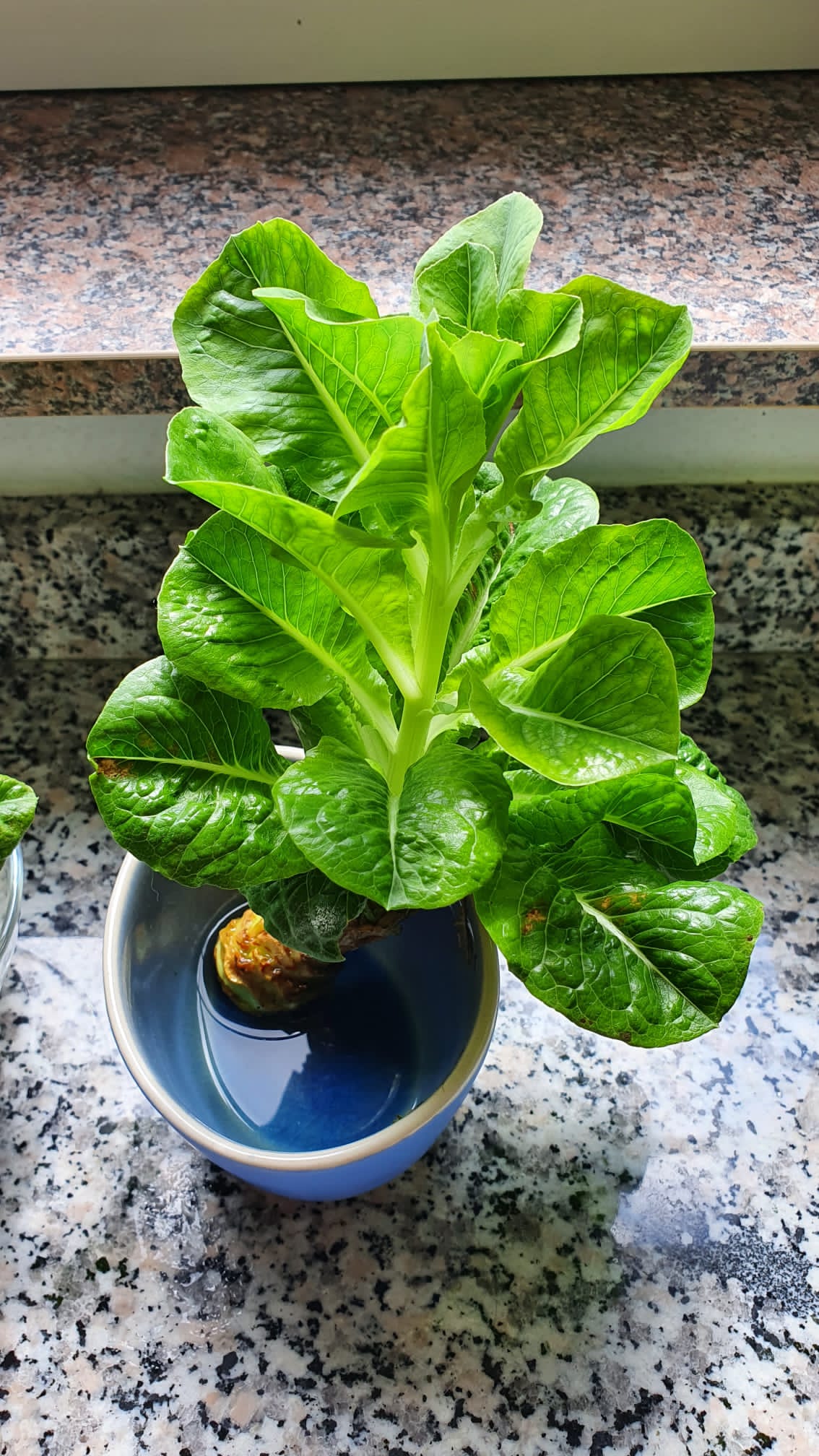 Salat ziehen aus Gemüseresten alten Salat neue Blätter wachsen lassen wie Anleitung
