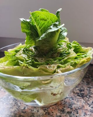aus altem Salat neuen Salat wachsen lassen Anleitung Erde Wasser
